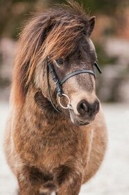 Připouštění Shetland pony mini- Alpinhorse Salazar Slytherin