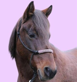 Klisna pony