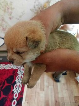 Štěňátka buldogXpomeranian