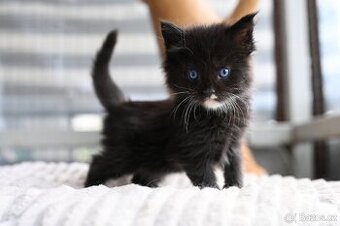 Mainská mývalí - maine coon - MCO - 2 MODROOKE KOŤÁTKA