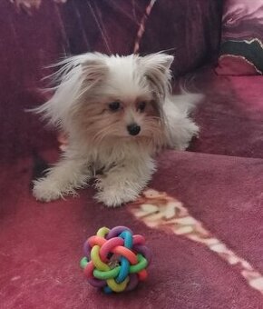 Biewer-drobná, téměř bílá fenka