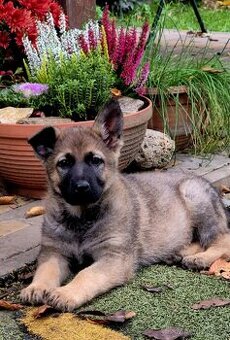 Německý ovčák pejsek s PP