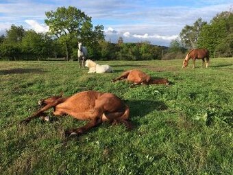 Pastevní ustájení Praha-východ