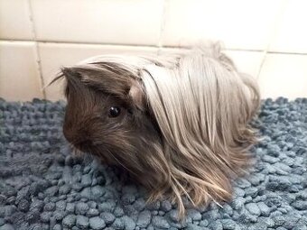 Morče - sameček peruánce s PP