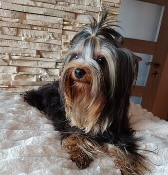 Jorkšírský teriér,s PP,pes