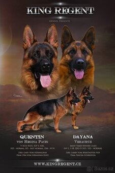 Německý ovčák štěňata