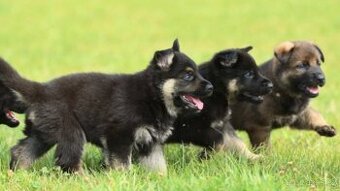 Německý ovčák , pracovní štěňátka s PP