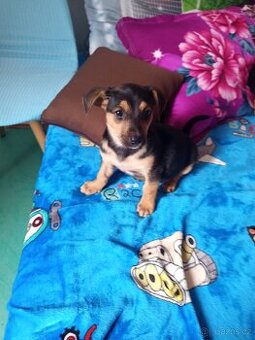 Štene křizene jezefcik s německým ovčakem