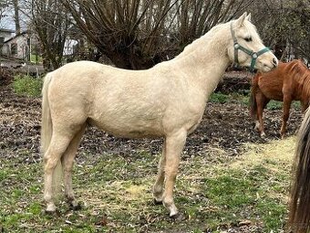 Welsh pony B - valach