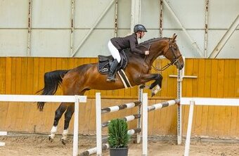 Hodný valach po Manillon Rouge -po zkouškách 3letých hřebců