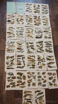 Kobrův příruční atlas