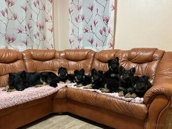 štěňátka chodského psa s PP