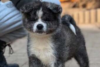 Akita Inu s průkazem původu (PP)