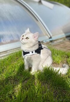 Krytí britským kocourem