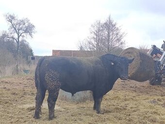Plemenný býk Aberdeen Angus