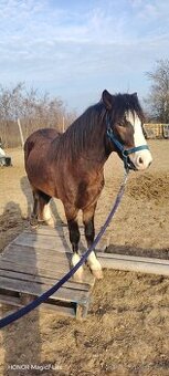 Prodám Welsh padr bred