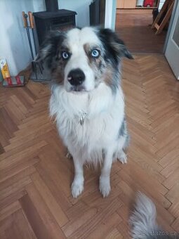 Krytí Border kolie Blue merle