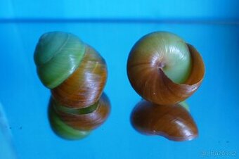 Asperitas bimaensis f. cochlostyloides