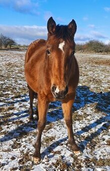 Kobyla Appaloosa