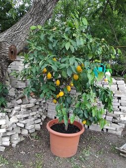 Citroník Lemon