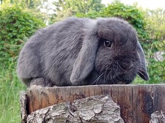 Luxusní maličká samička Zakrslý beránek MiniLop