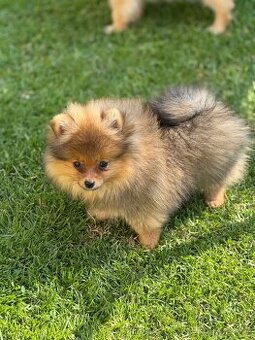 Pomeranian s PP