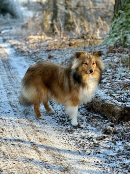 Sheltie dlouhosrsta s PP - kryti - 1