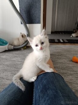 Ragdoll čistokrevné koťe bez papírů