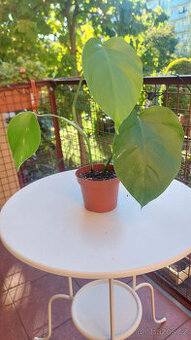 Monstera albo - č. 4