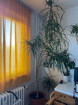 Pokojová dracena