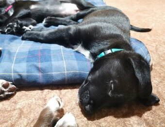 Štěňata k rezervaci - Rhodéský ridgeback × Border kolie - 1