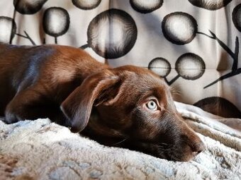 Štěňátka na prodej - rhodéský ridgeback × border kolie