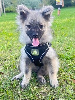 Německý špic s PP