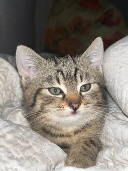 Darují kočky do dobrých rukou