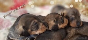 Jezevčík drsnosrstý štěňátka s PP
