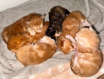 Mainská mývalí koťátka bez PP