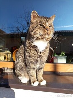 Daruji kocoura mazla