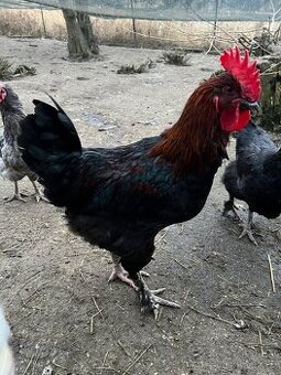 Kohouti Maranská měděnokrká