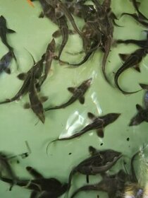 Jeseter sibiřský násada - 1