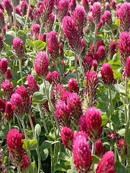 Domácí bio sirupy - 1