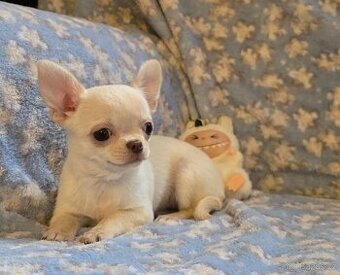 Čivava krátkosrstá s PP luxusní štěňátka