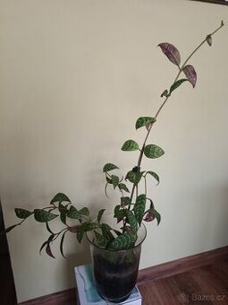 Aeschynanthus marmoratus – Mramorový kořenokvět