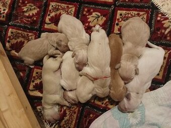 Zlatý retrívr s PP