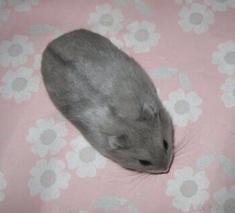 Křeček campbell s PP - BLUE