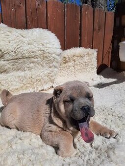 BULLY x CHOW CHOW