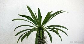 Prodám Pachypodium geayi - Madagaskarskou palmu 2,5m