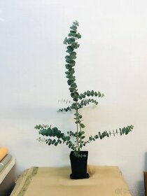 Eukalyptus ( český vypěstek) - 1