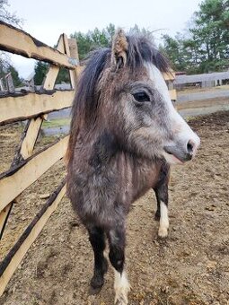 Welsh mountain pony sekce A - klisna