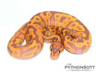 NOVĚ SNÍŽENÉ CENY  - Krajta královská (python regius)