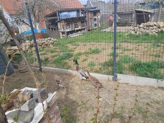 Indický běžec vejce